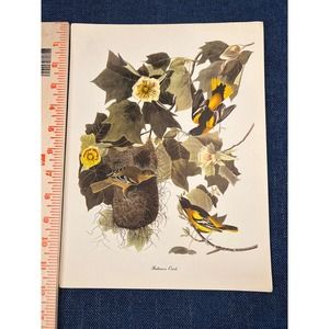 Audubon Birds of America Baltimore Oriole Roger Tory Peterson Lithograph Print